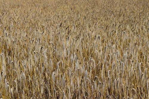 Close-Up Photo of a Wheat Field