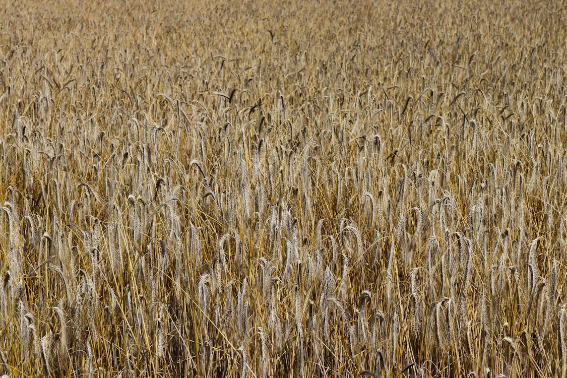 Gratis lagerfoto af afgrøder, agerjord, bane