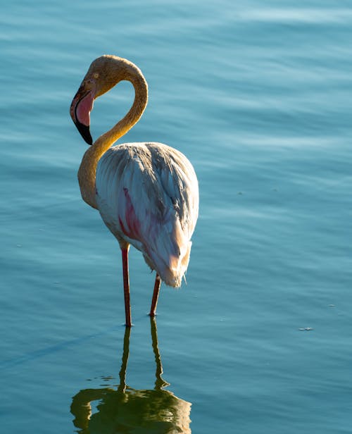 White and Brown Flamingo on Water
