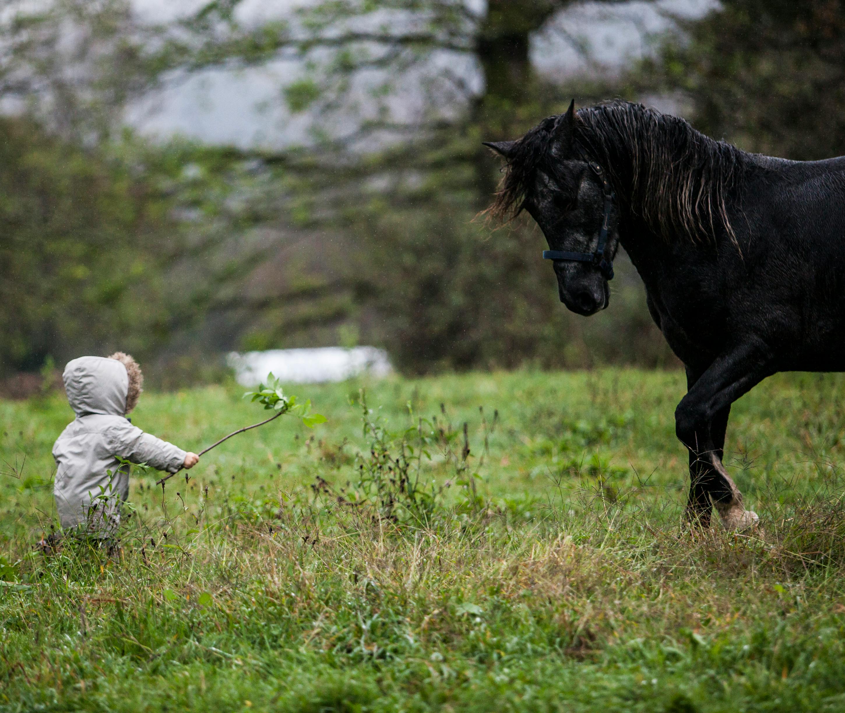 black horse on green grass field