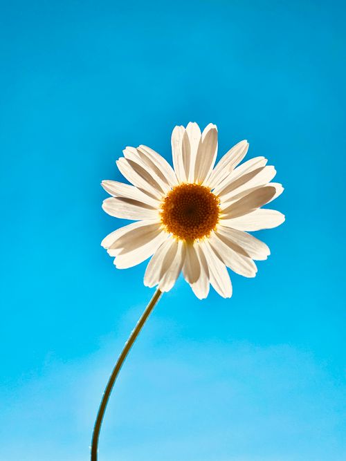 Free A vivid close-up of a single daisy blooming against a clear blue sky on a sunny day. Stock Photo