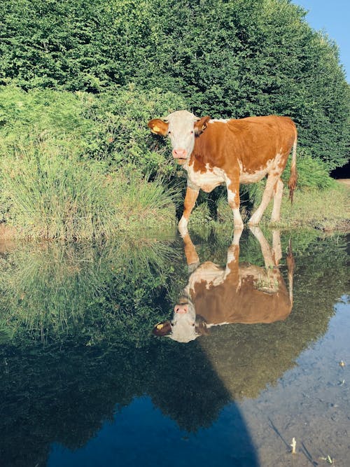 Brown and White Cow on Green Grass Field