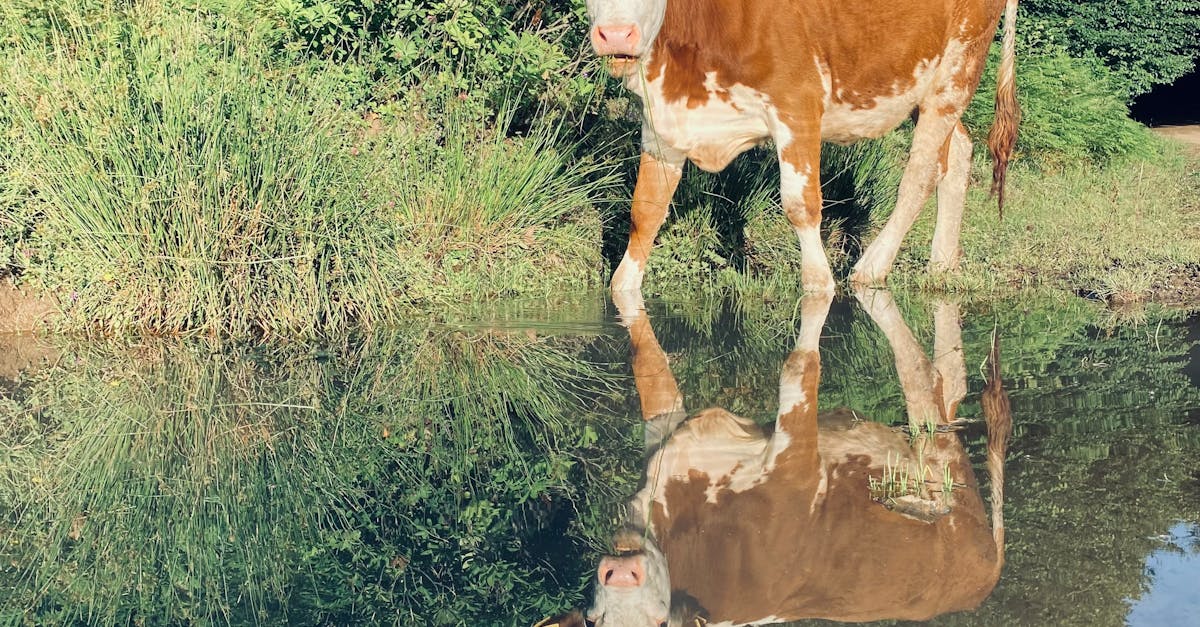 How to make rural ROTC