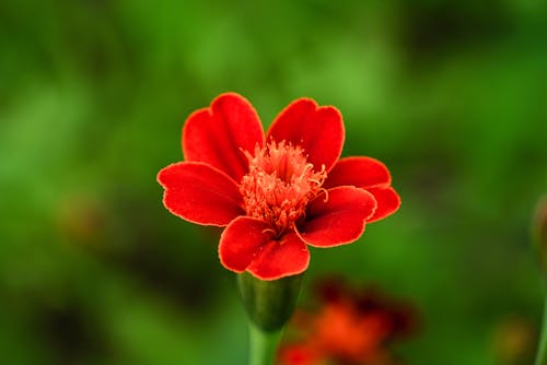 Immagine gratuita di colore, fiore, flora
