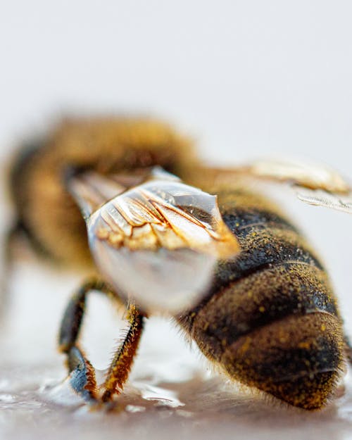 Foto stok gratis berbulu, fotografi serangga, lebah madu