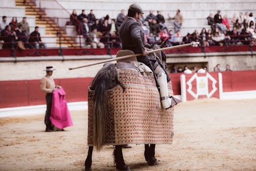 Gratis lagerfoto af corrida, folk, hest