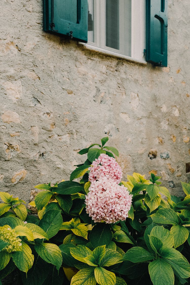 Plant In Front Of A House 