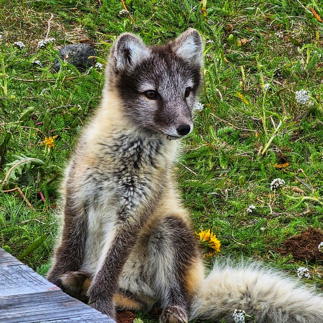 Arctic fox in summer grass — photo by Lyn Ong on Pexels