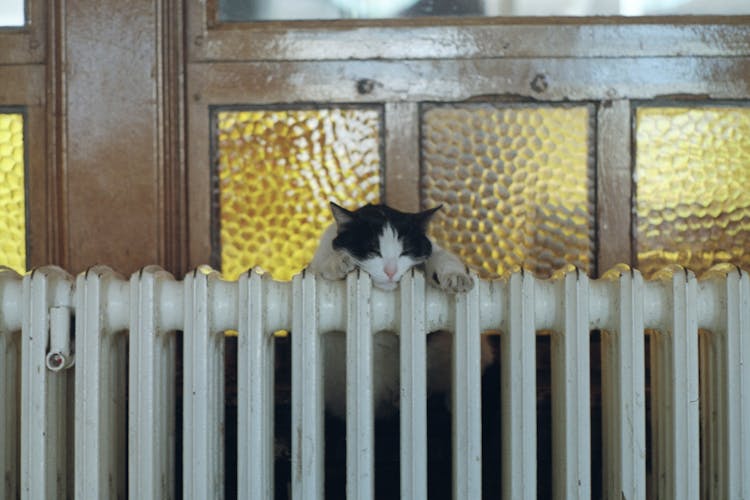 Black And White Cat On Brown Wooden Window