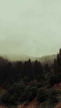 Elevated view of a misty forest landscape enveloped in fog.