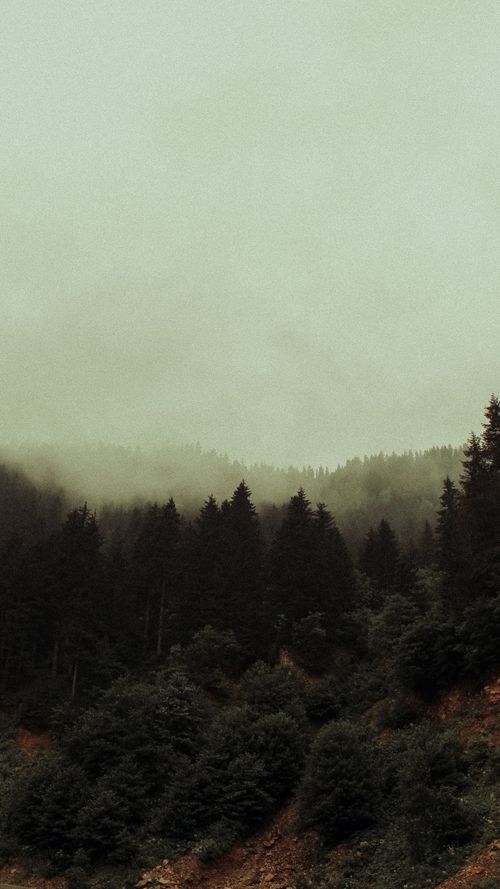 Free Elevated view of a misty forest landscape enveloped in fog. Stock Photo