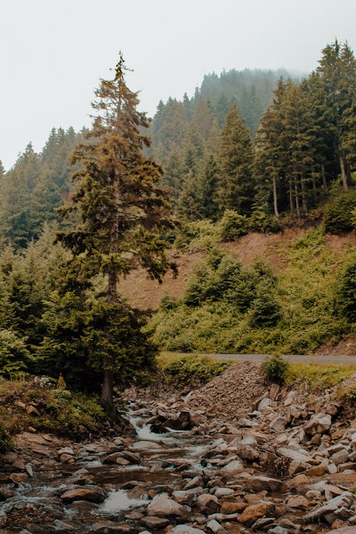 Foto d'estoc gratuïta de bosc, coníferes, corrent