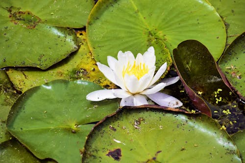 Бесплатное стоковое фото с белый цветок, водяная лилия, крупный план