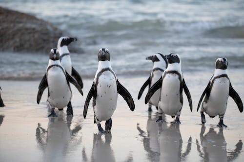 Zwerm Pinguïns In De Buurt Van Zee