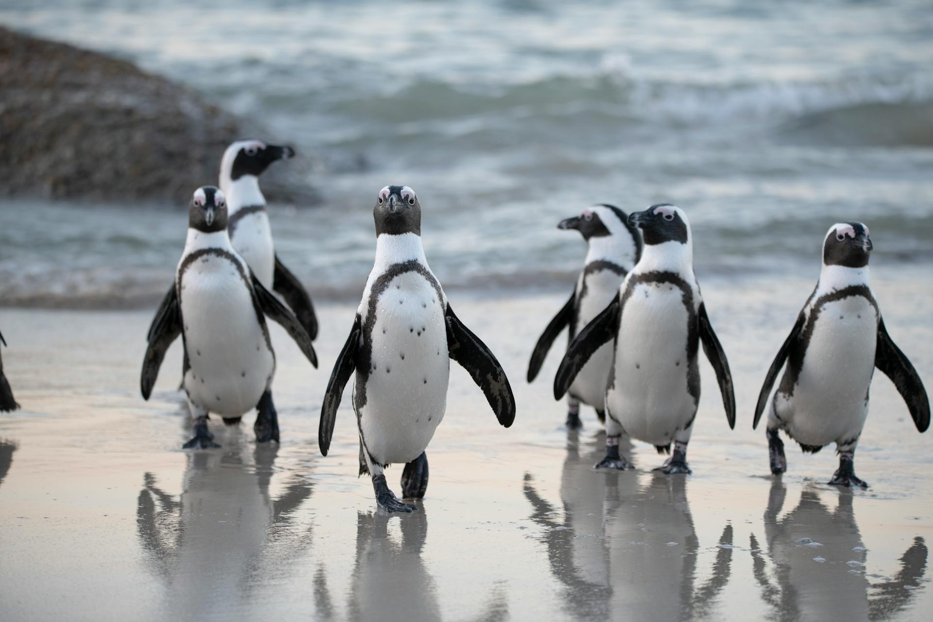 Pinguim banner image