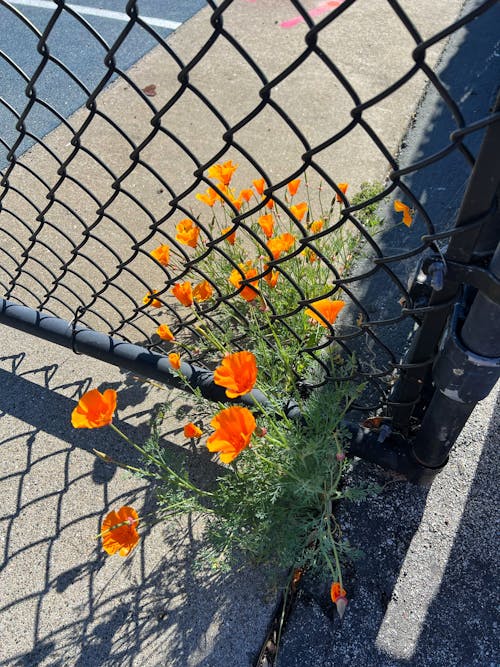 Fotos de stock gratuitas de California, flores bonitas, hermosa flor