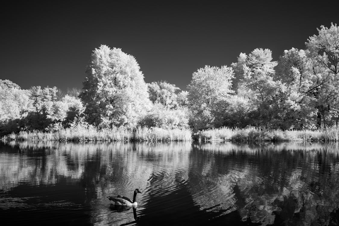 Základová fotografie zdarma na téma bazén, černobílý, jezero