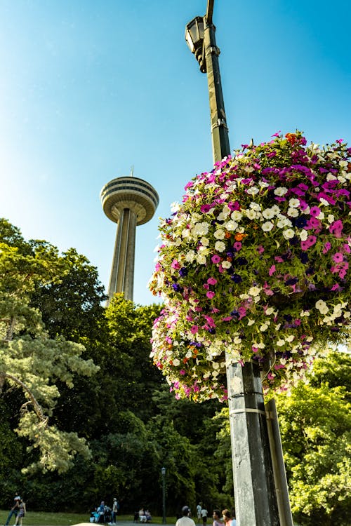 Foto stok gratis air terjun Niagara, bunga-bunga, Daun-daun