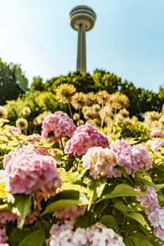 Vibrant hydrangea flowers bloom under the Skylon Tower in Niagara Falls during a sunny summer day.