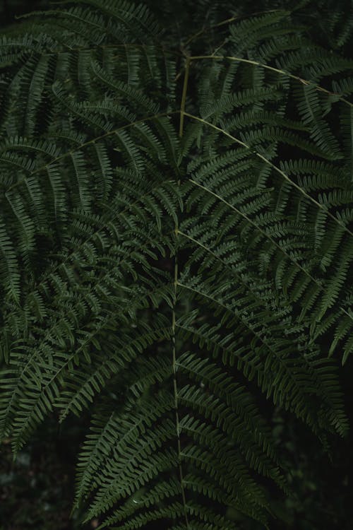 Free stock photo of fern, green, green and black