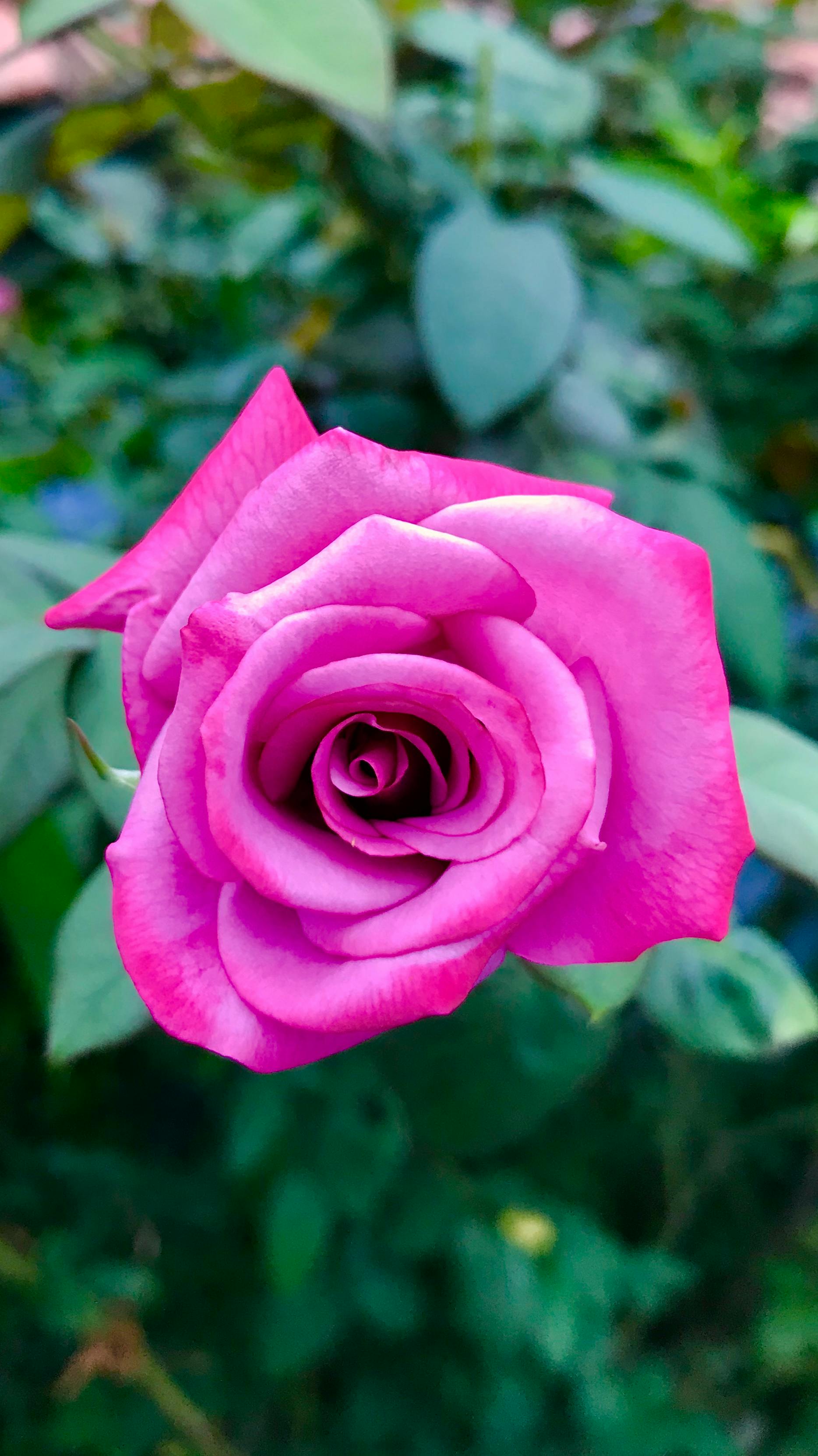 Foto Stok Gratis Tentang Bunga Bunga Kembang Mawar