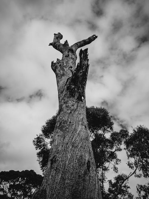 Grayscale Photo of a Tree Trunk
