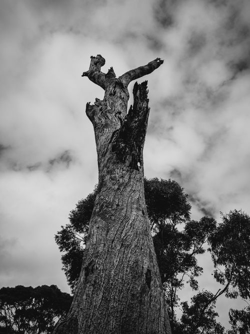 Free Striking black and white photo of a tree trunk reaching towards a cloudy sky. Stock Photo