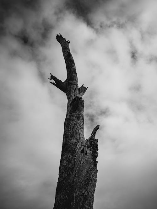 Grayscale Photo of a Tree Trunk