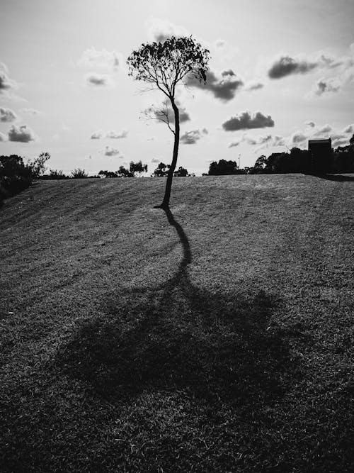 Fotos de stock gratuitas de árbol desnudo, árbol sin hojas, campo