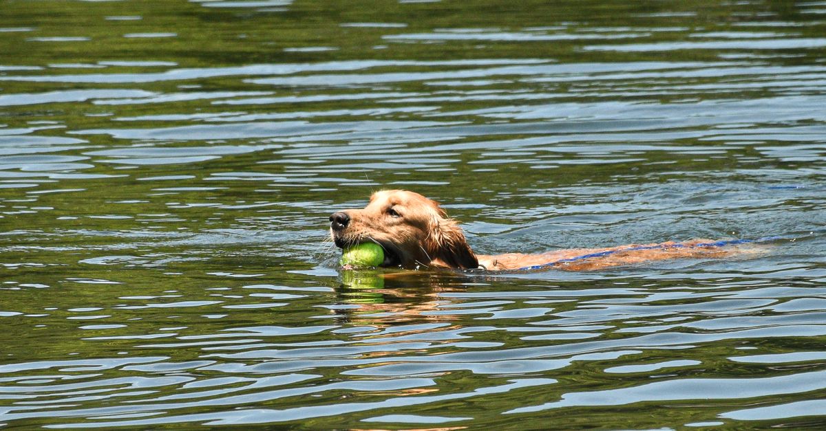 Un chien se rafraîchit au bord d'un lac entouré de nature