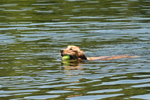 austin lake dog swimming