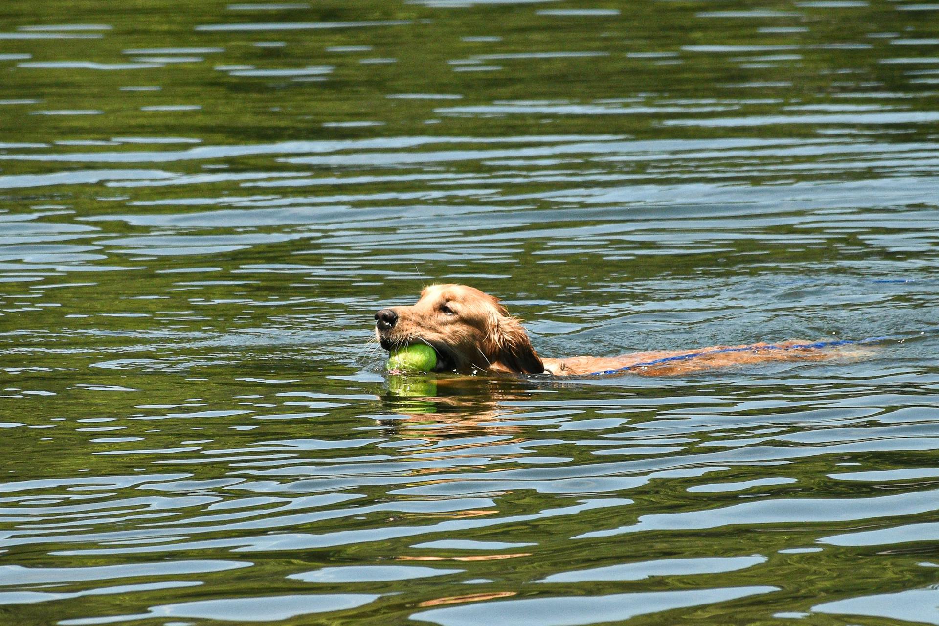 En golden retriever som simmar i sjön