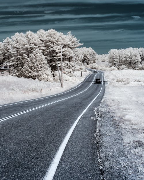 Asphalt Road in Between Trees