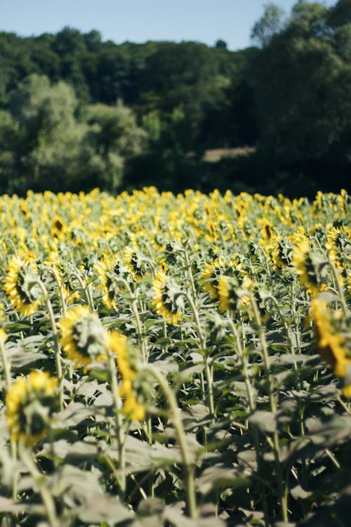向日葵, 垂直拍攝, 植物群 的 免費圖庫相片
