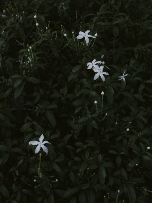 Free stock photo of beautiful flowers, elegant, green leaves Stock Photo