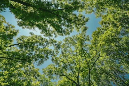 Kostenloses Stock Foto zu bäume, low-angle-shot, natur