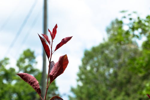 Free stock photo of daytime, red plant, summer