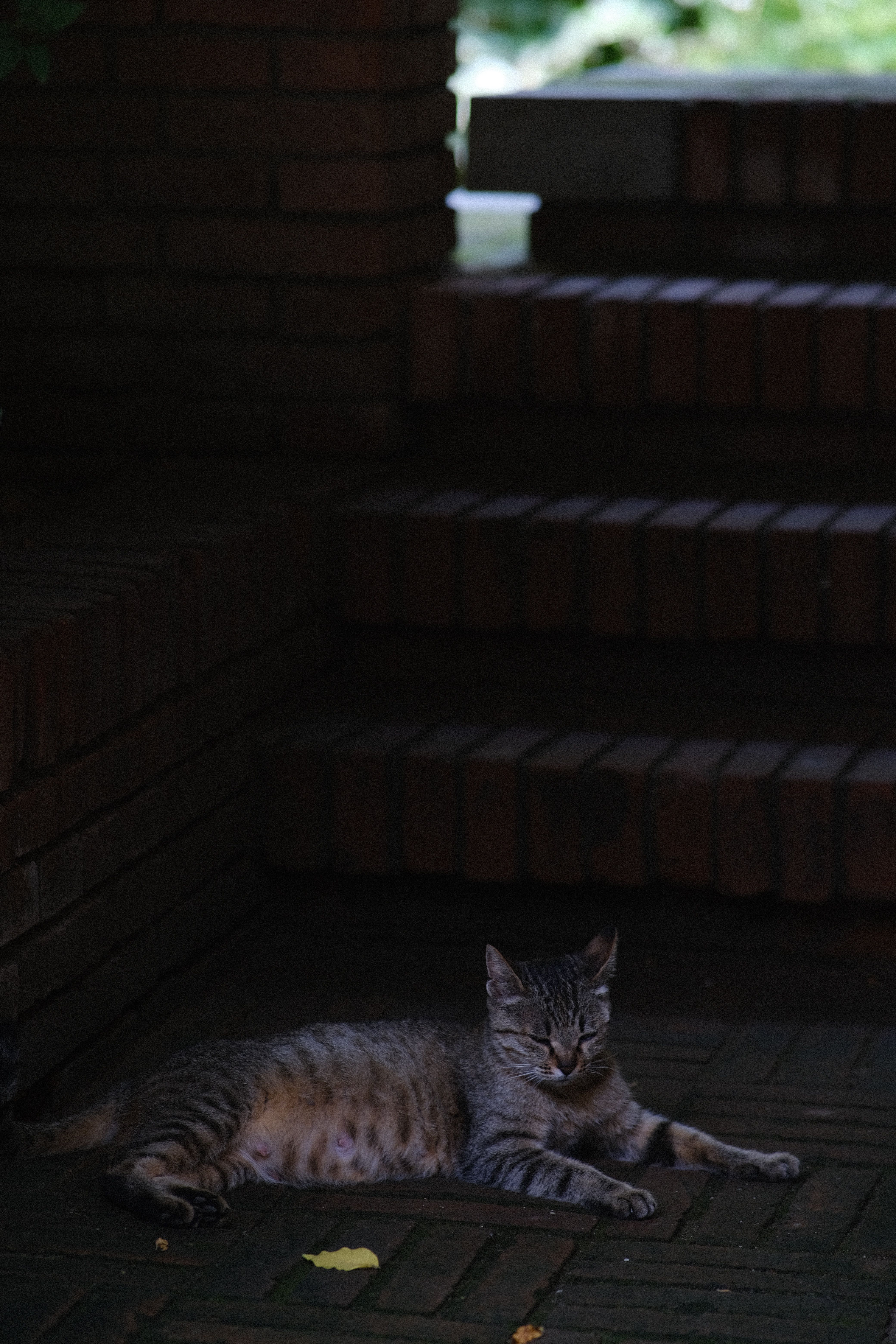 Brown Tabby Cat Lying on the Floor · Free Stock Photo