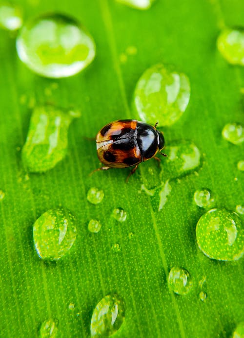 Δωρεάν στοκ φωτογραφιών με beetle, βρεγμένος, γκρο πλαν Φωτογραφία από στοκ φωτογραφιών