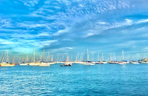 White Sailboats on the Port