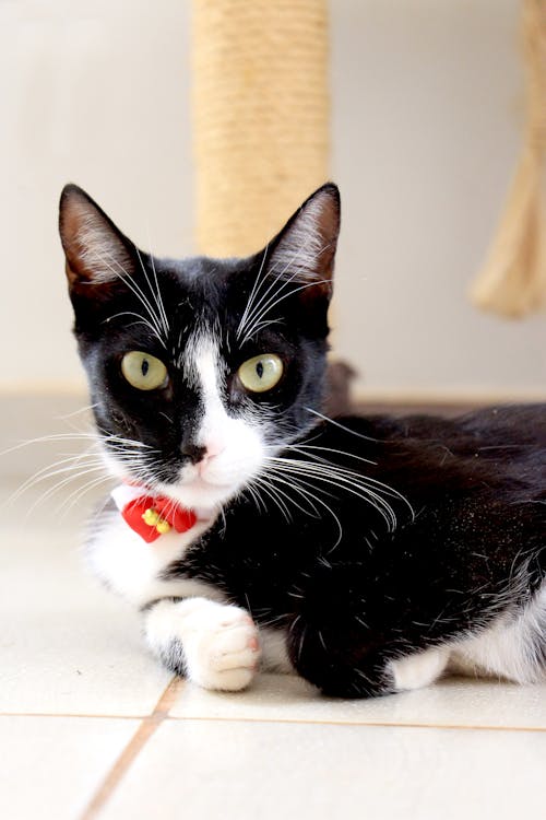 Closeup Photo of Black and White Cat