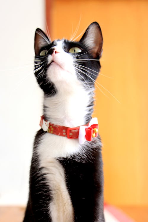 Closeup Photo of Black and White Cat