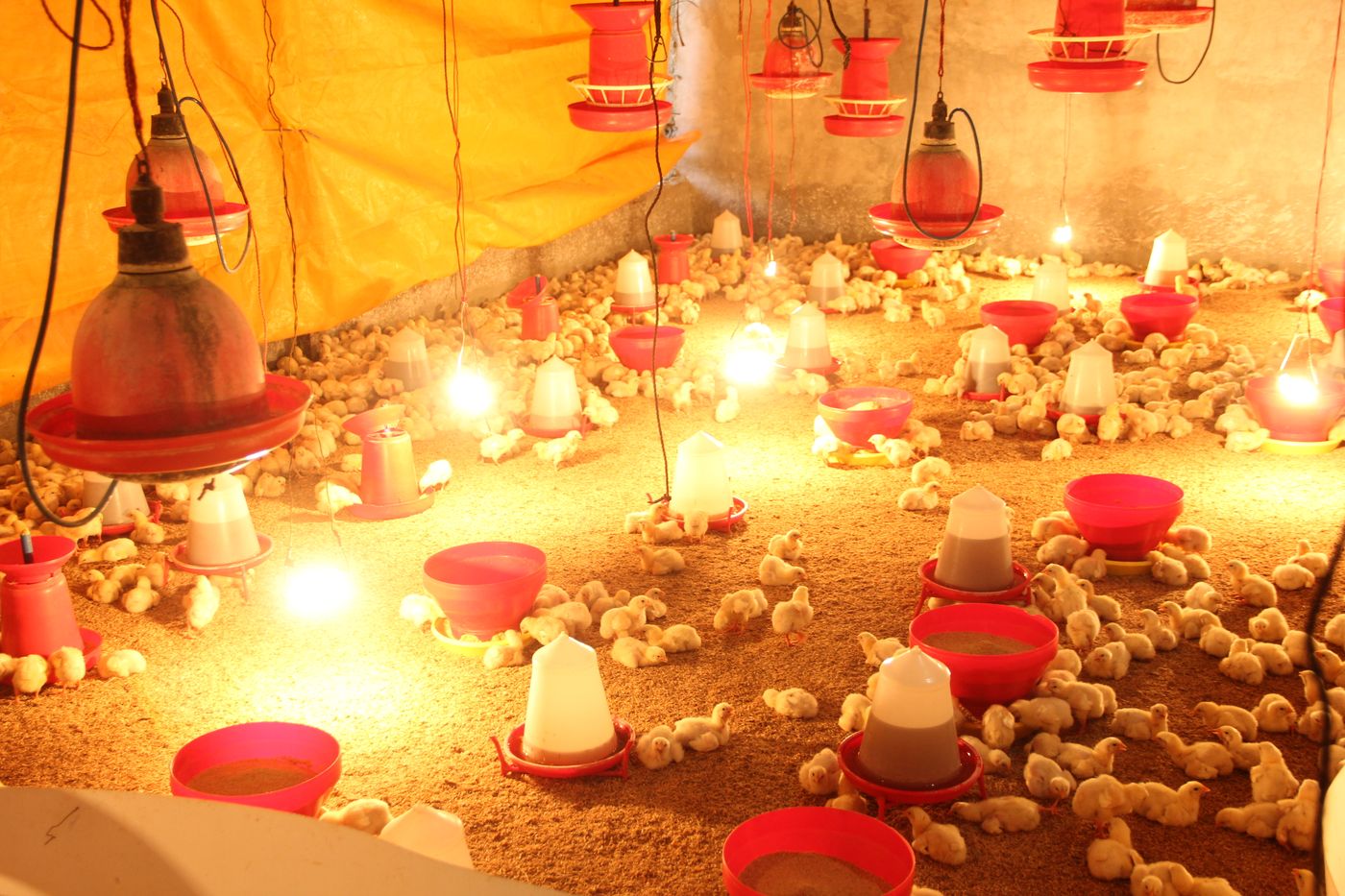Hatchery