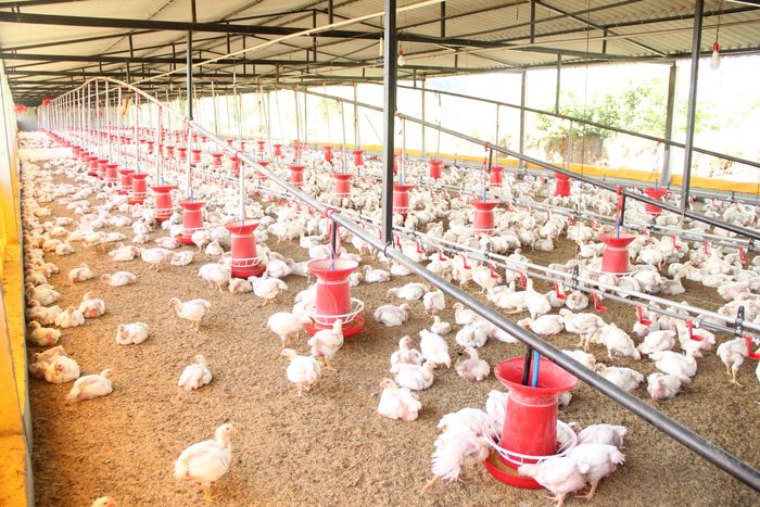 Galpón abierto con pollos de engorde