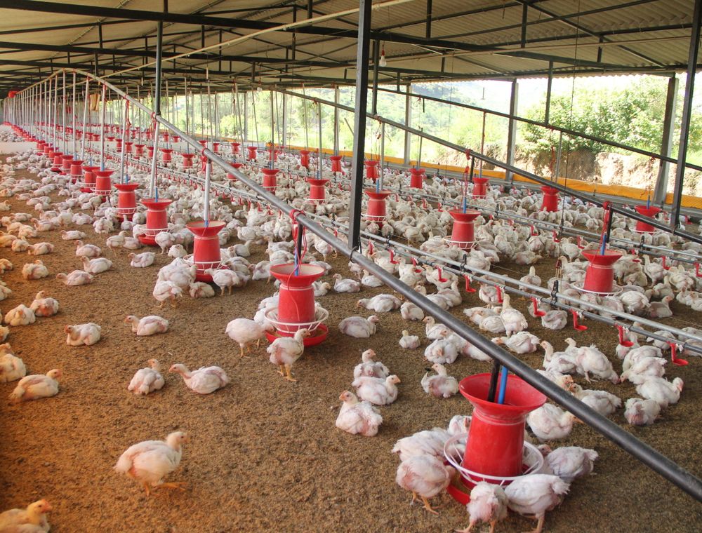 Long poultry house with feeders lined up along the pens