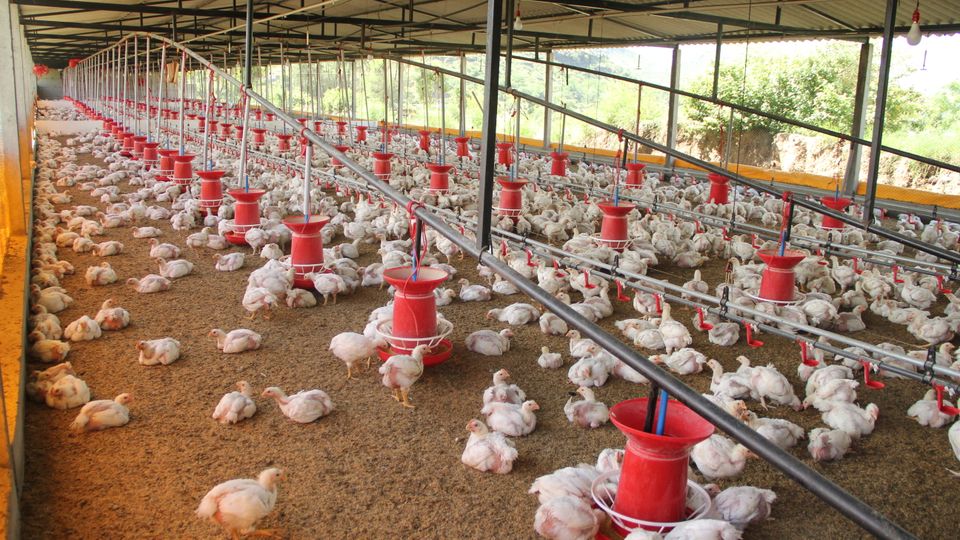 Long poultry house with rows of feeders and drinkers