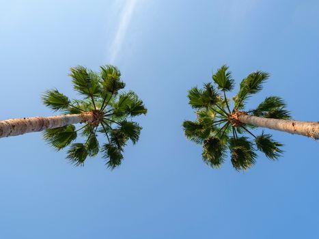 Low angle view of two palm trees against a clear blue sky, symbolizing tropical relaxation.