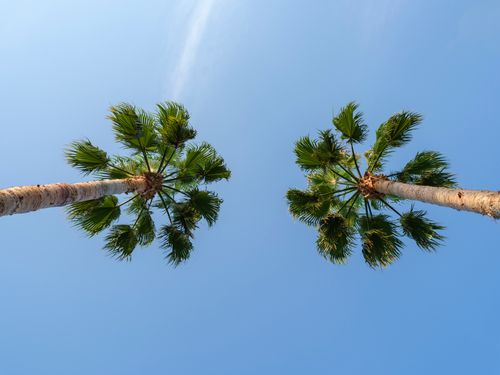 Free Low angle view of two palm trees against a clear blue sky, symbolizing tropical relaxation. Stock Photo
