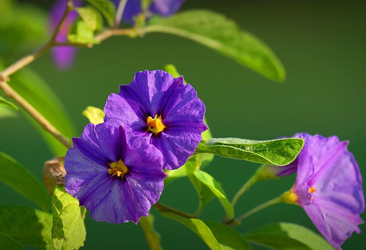 Blue Potato Bush Flowers In Bloom 