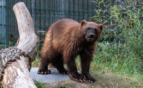 A wolverine exploring its habitat at a wildlife sanctuary, surrounded by greenery and logs.